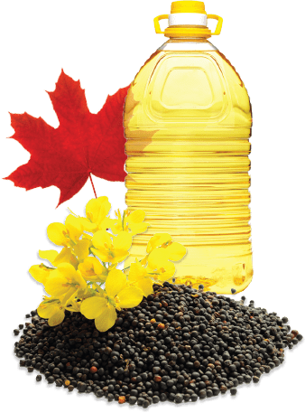 Canola seeds, flowers and a container of canola oil with a maple leaf.